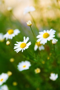 chamomile-flowers